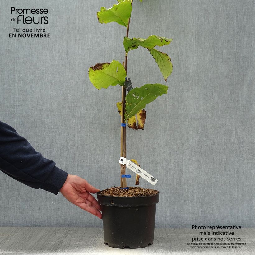 Exemplaar van Pawpaw Allegheny - Asimina triloba Pot van 3 l/4 l zoals geleverd in de herfst