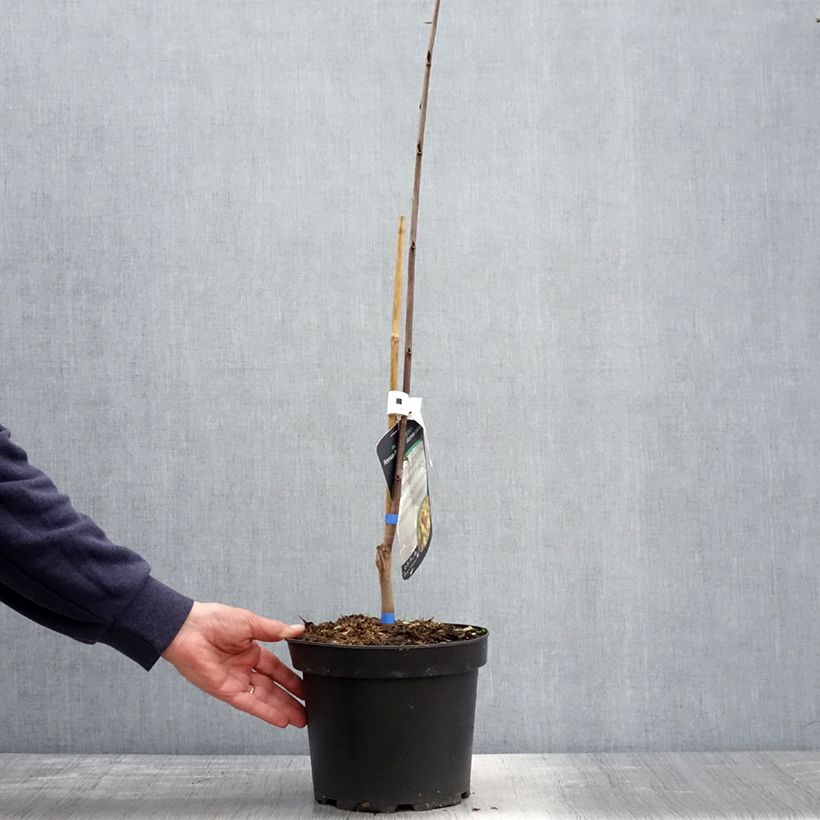 Exemplaar van Pawpaw Allegheny - Asimina triloba Pot van 3 l/4 l zoals geleverd in de lente