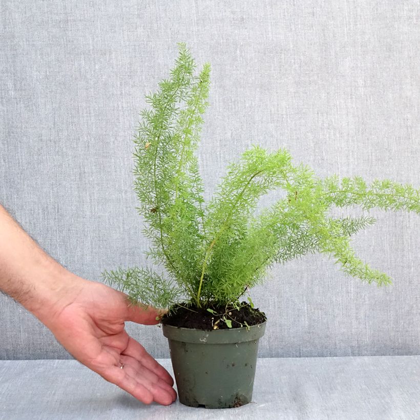 Exemplaar van Asparagus densiflorus var. meyeri - Vossenstaartvaren Kweekpotje van 8/9 cm zoals geleverd in de zomer