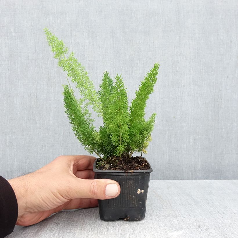Exemplaar van Asparagus densiflorus var. meyeri - Vossenstaartvaren Kweekpotje van 8/9 cm zoals geleverd in de herfst