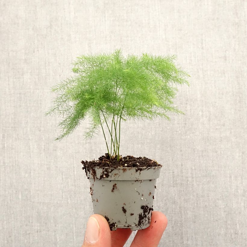 Exemplaar van Asparagus plumosus - Aspergevaren Mini-kamerplanten zoals geleverd in de lente