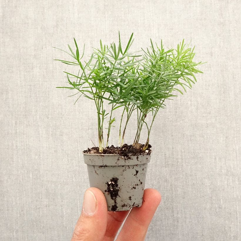 Exemplaar van Asparagus sprengeri - Sierasperge Mini-kamerplanten zoals geleverd in de lente
