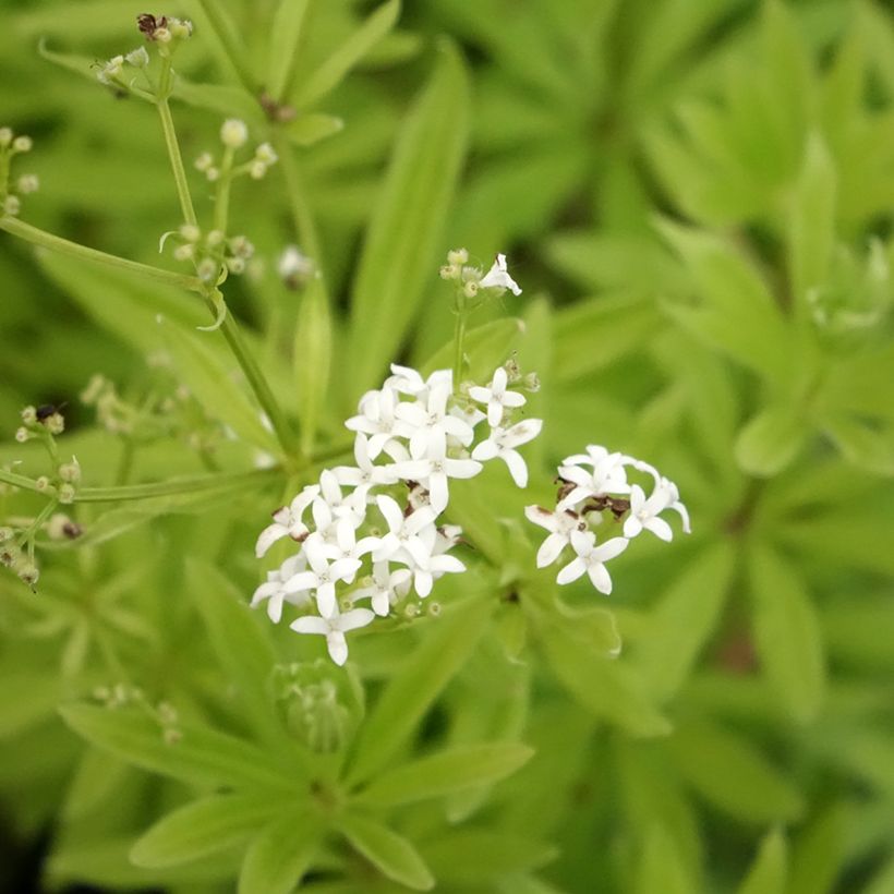 Galium odoratum - Lievevrouwebedstro (Bloei)