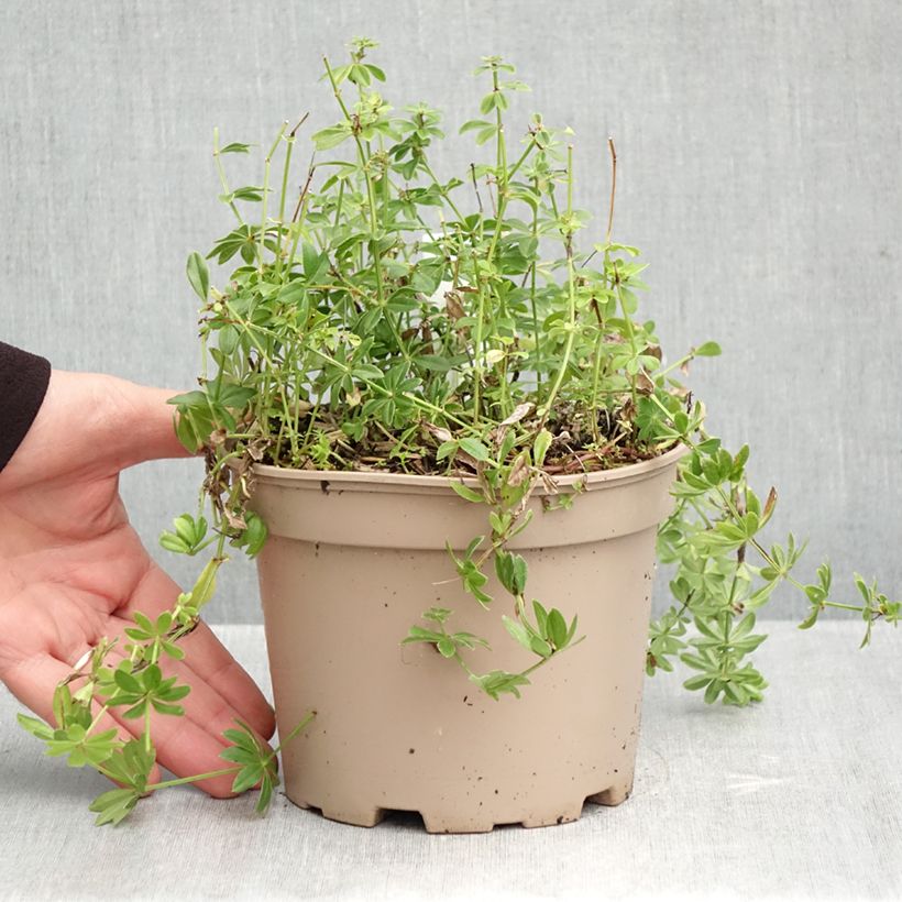 Exemplaar van Galium odoratum - Lievevrouwebedstro Pot van 2 l/3 l zoals geleverd in de herfst