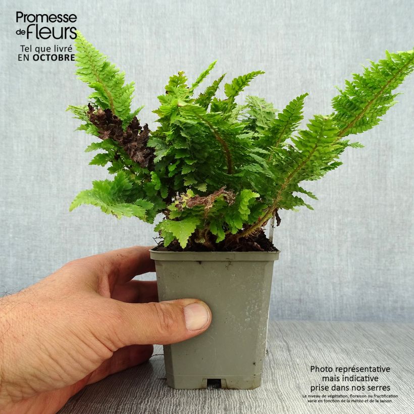 Exemplaar van Polystichum setiferum Congestum - Zachte naaldvaren Kweekpotje van 8/9 cm zoals geleverd in de herfst
