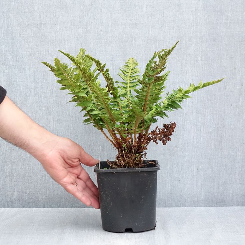 Exemplaar van Polystichum setiferum Congestum - Zachte naaldvaren Pot van 2 l/3 l zoals geleverd in de herfst
