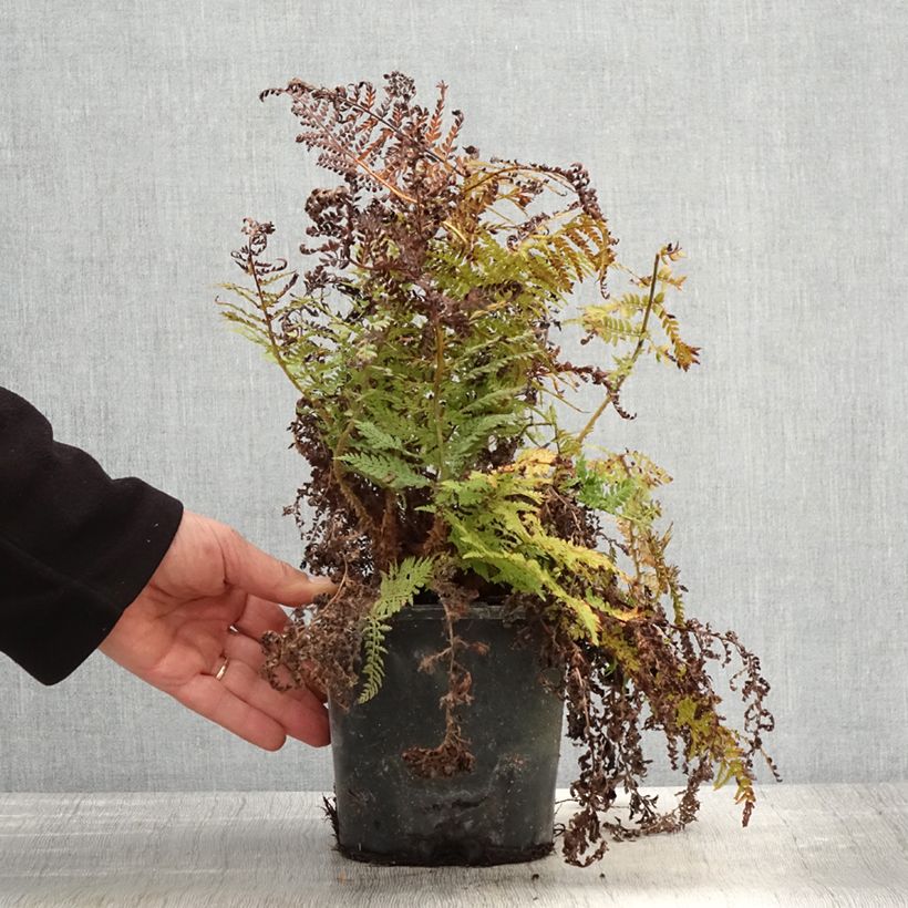 Example of Polystichum setiferum Congestum - Zachte naaldvaren Pot van 2 l/3 l as you get in printemps