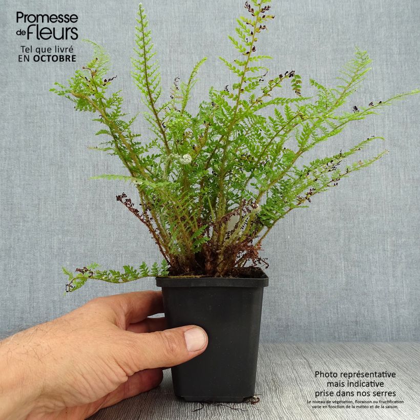 Exemplaar van Polystichum setiferum Proliferum Wollastonii - Zachte naaldvaren Kweekpotje van 8/9 cm zoals geleverd in de herfst
