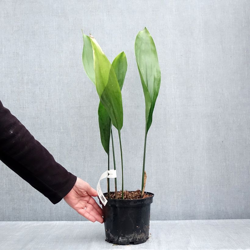 Exemplaar van Aspidistra elatior - Kwartjesplant Pot van 2 l/3 l zoals geleverd in de herfst