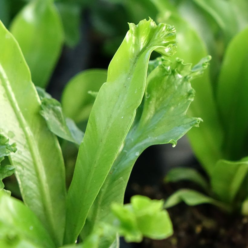 Asplenium antiquum Leslie - Vogelnestvaren (Blad)