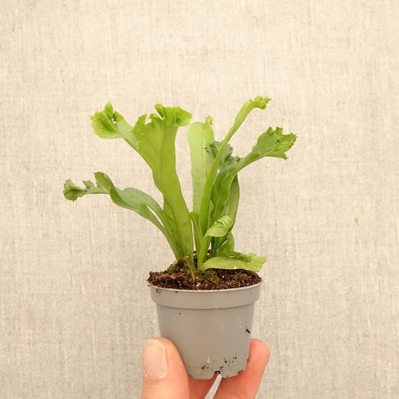 Exemplaar van Asplenium antiquum Leslie - Vogelnestvaren Mini-kamerplanten zoals geleverd in de lente
