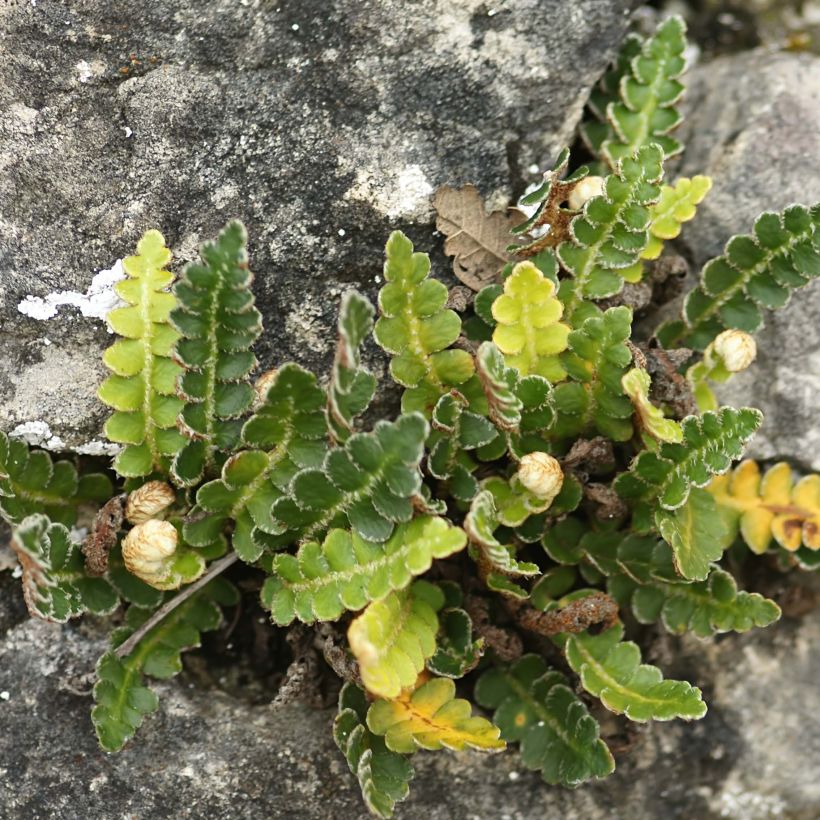Asplenium ceterach - Schubvaren (Groeiplaats)