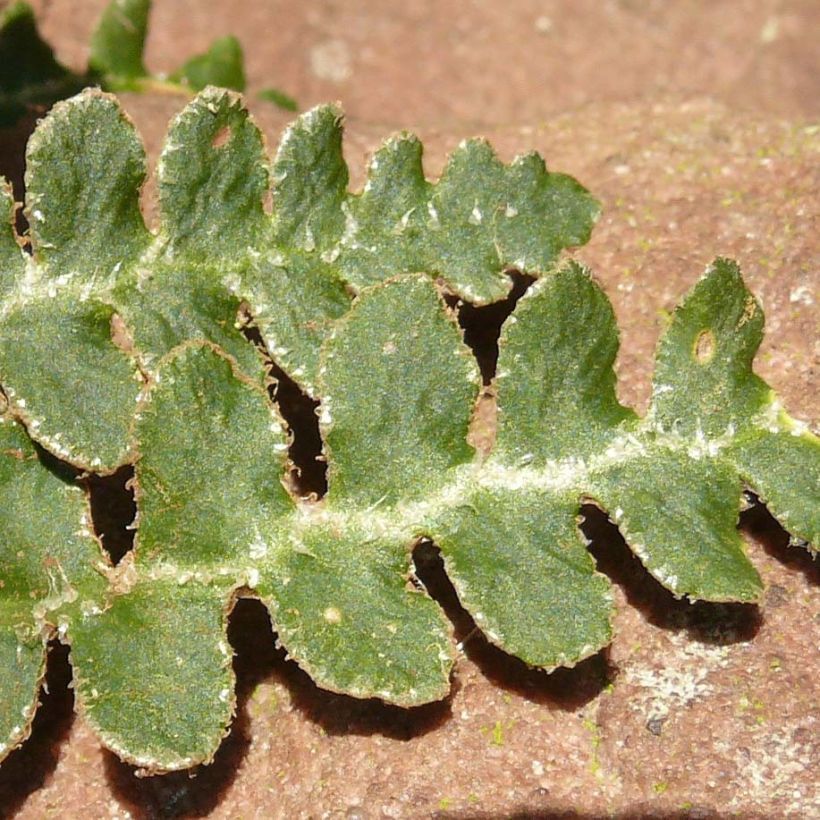 Asplenium ceterach - Schubvaren (Blad)