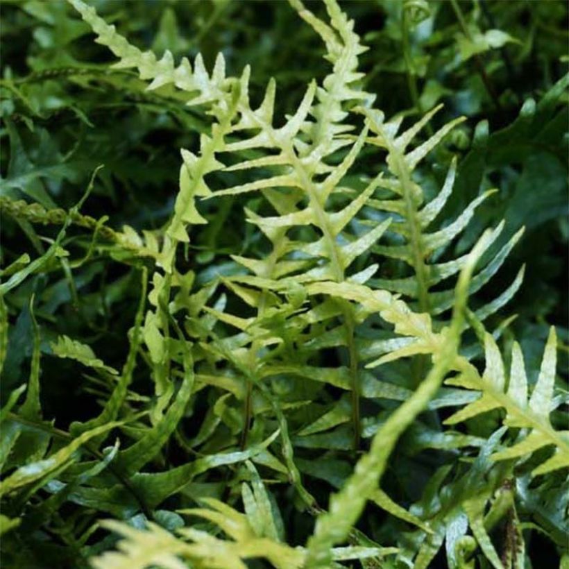 Asplenium x ebenoides - Drakenstaartvaren (Blad)