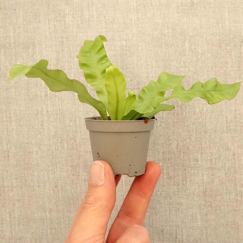 Exemplaar van Asplenium nidus Crispy Wave - Vogelnestvaren Mini-kamerplanten zoals geleverd in de lente