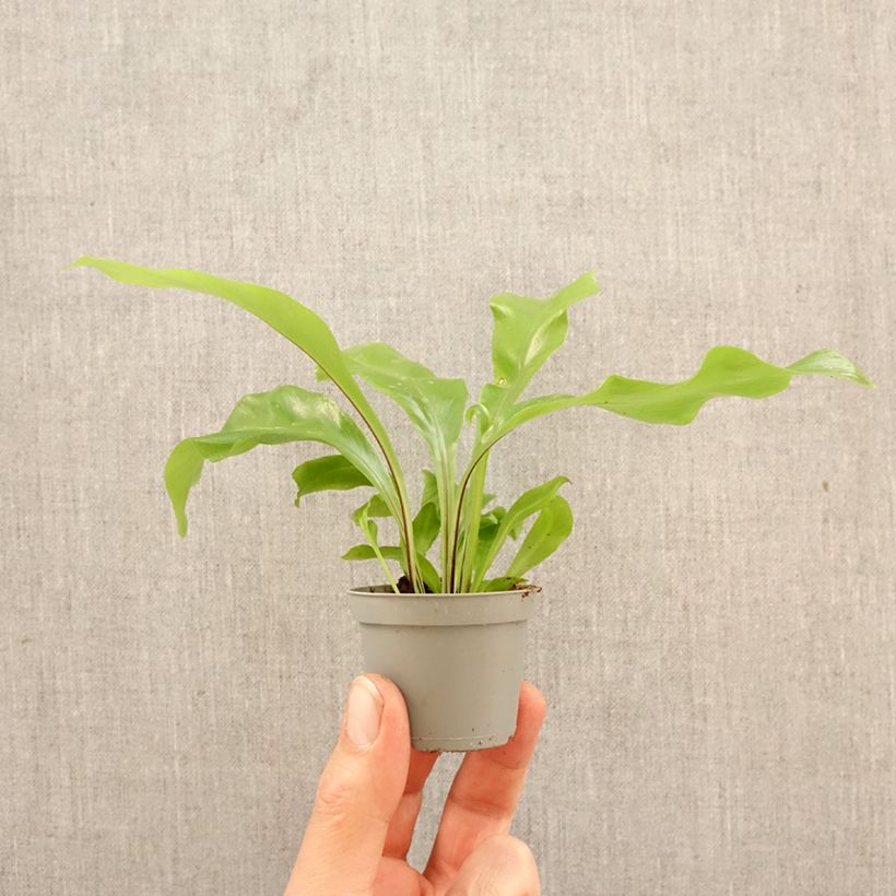 Exemplaar van Asplenium nidus - Vogelnestvaren Mini-kamerplanten zoals geleverd in de lente