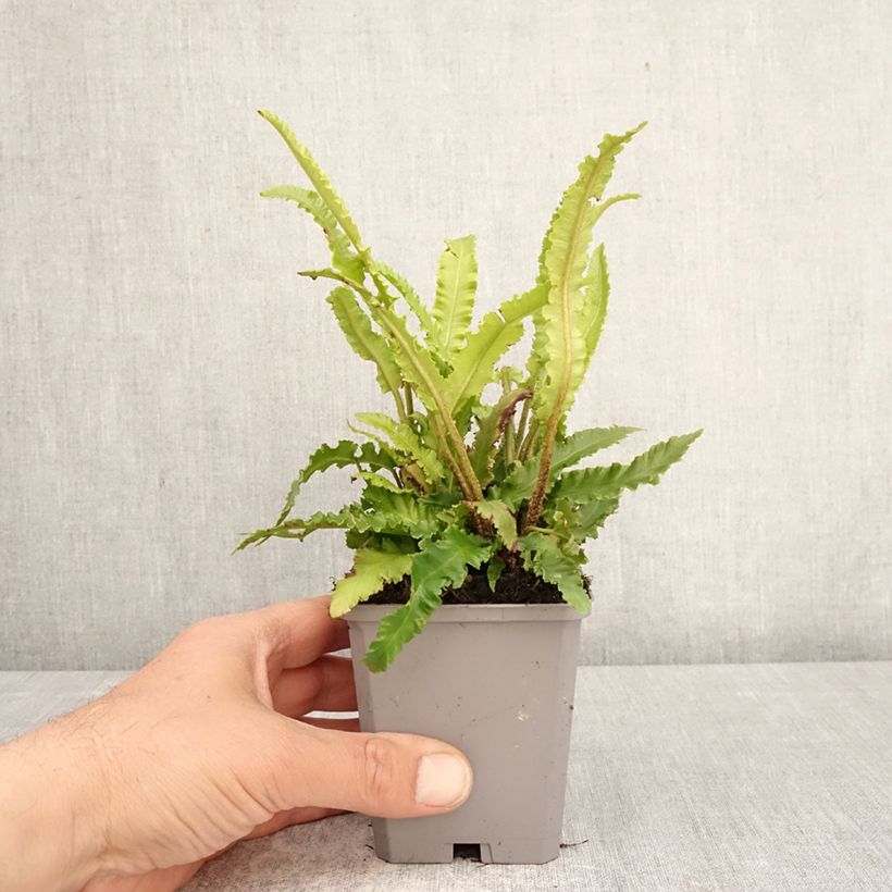 Exemplaar van Phyllitis scolopendrium Angustifolia - Tongvaren Kweekpotje van 8/9 cm zoals geleverd in de lente