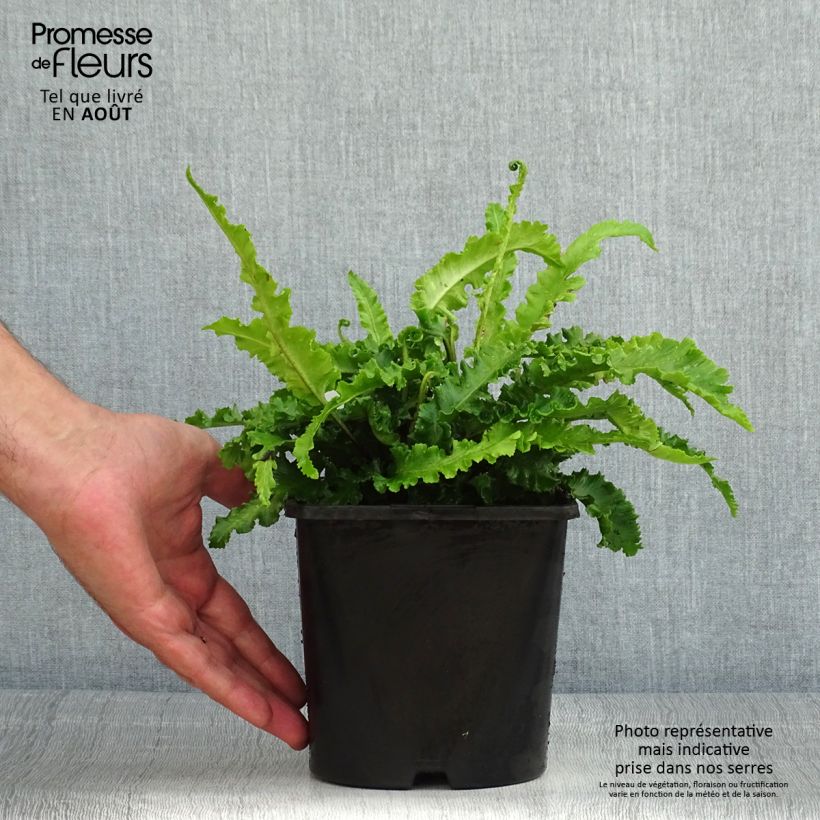 Exemplaar van Phyllitis scolopendrium Angustifolia - Tongvaren Pot van 2 l/3 l zoals geleverd in de zomer