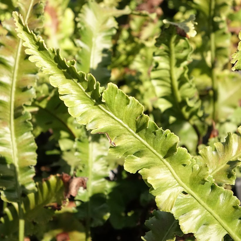 Phyllitis scolopendrium Angustifolia - Tongvaren (Blad)