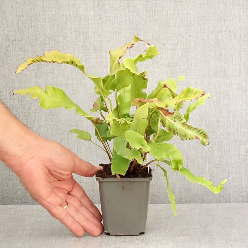 Exemplaar van Phyllitis scolopendrium Boltons Nobile - Tongvaren Kweekpotje van 8/9 cm zoals geleverd in de herfst