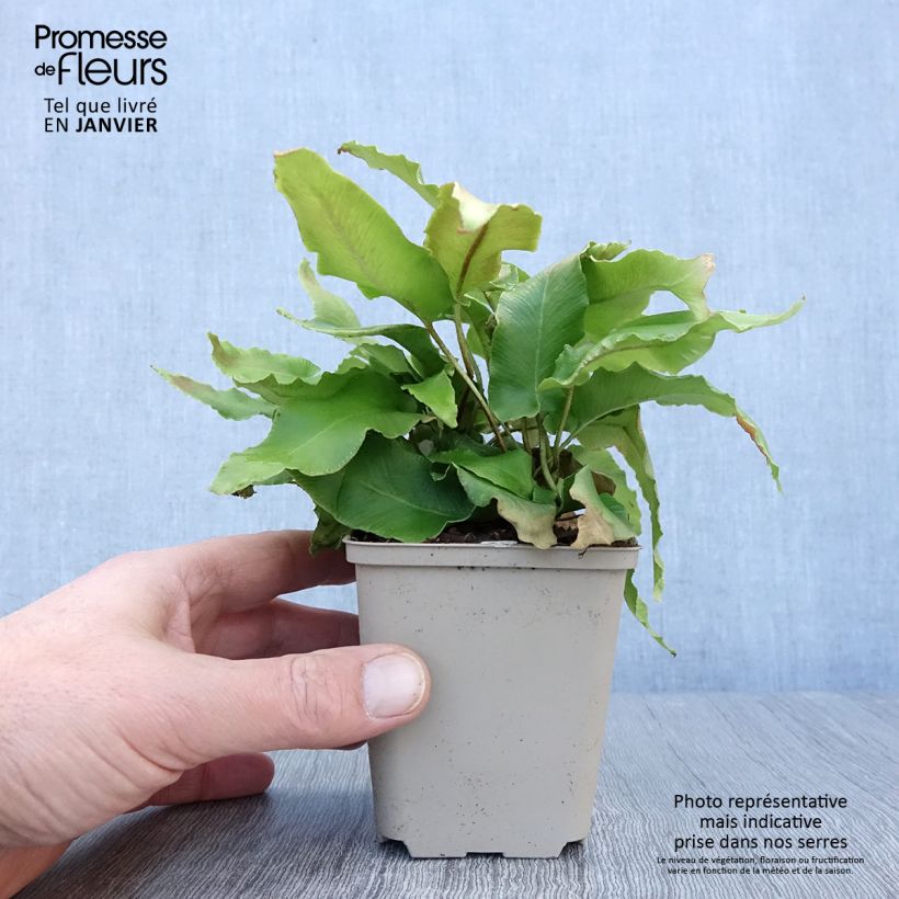 Exemplaar van Asplenium scolopendrium Bolton’s Nobile - Fougère scolopendre Godet de 8/9 cm zoals geleverd in de winter