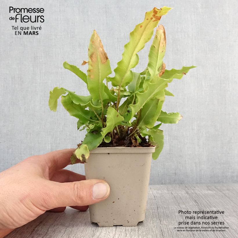 Exemplaar van Phyllitis scolopendrium Boltons Nobile - Tongvaren Kweekpotje van 8/9 cm zoals geleverd in de lente