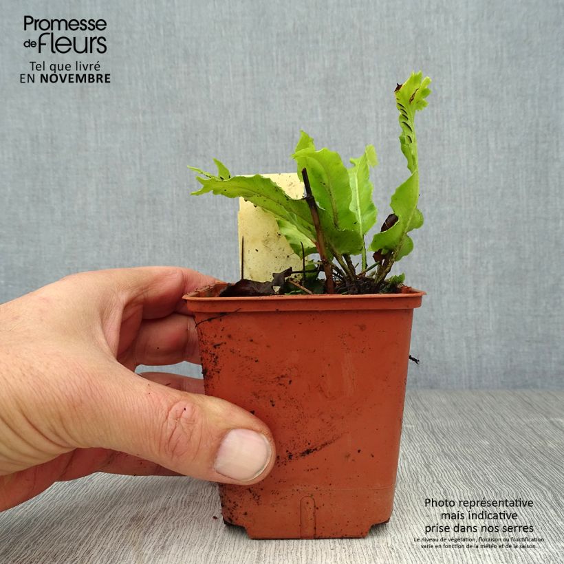 Exemplaar van Asplenium scolopendrium Cristatum Group - Tongvaren Kweekpotje van 8/9 cm zoals geleverd in de herfst