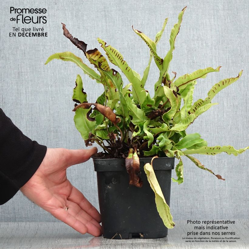 Exemplaar van Asplenium scolopendrium Cristatum Group - Tongvaren Pot van 2 l/3 l zoals geleverd in de herfst