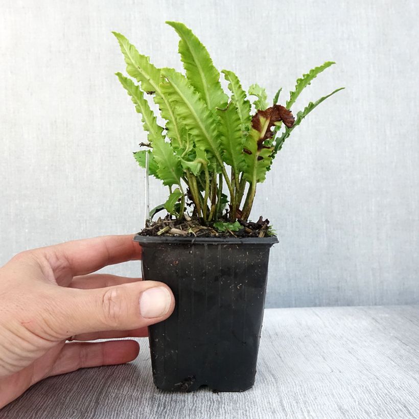 Exemplaar van Asplenium scolopendrium Undulatum Angustatum - Tongvaren Kweekpotje van 8/9 cm zoals geleverd in de herfst