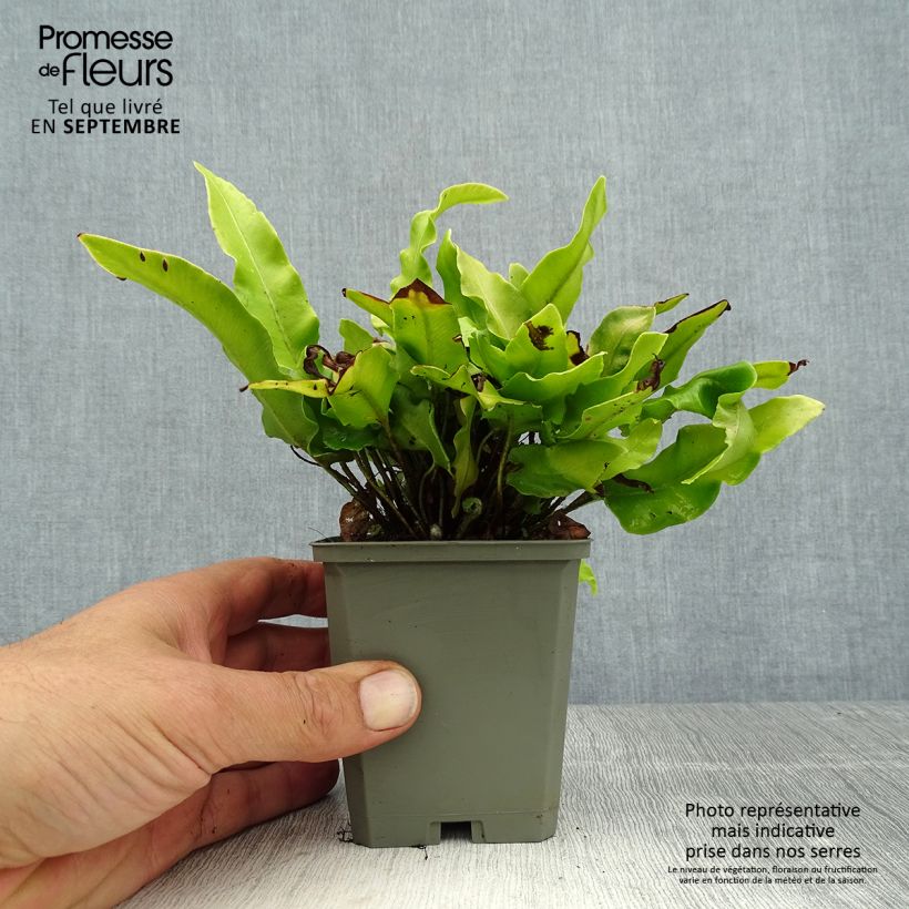 Exemplaar van Asplenium scolopendrium Undulatum Angustatum - Tongvaren Kweekpotje van 8/9 cm zoals geleverd in de zomer
