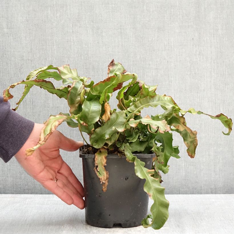 Exemplaar van Asplenium scolopendrium Undulatum Group - Tongvaren Pot van 2 l/3 l zoals geleverd in de lente