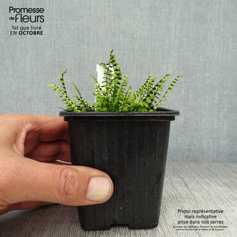 Exemplaar van Asplenium trichomanes - Steenbreekvaren Kweekpotje van 8/9 cm zoals geleverd in de herfst