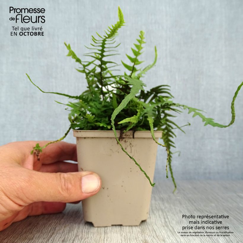Exemplaar van Asplenium x ebenoides - Drakenstaartvaren Kweekpotje van 8/9 cm zoals geleverd in de herfst