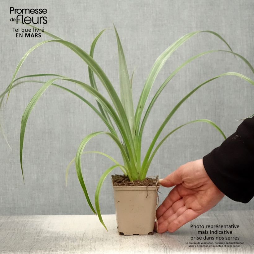 Exemplaar van Astelia chathamica Silver Shadow Kweekpotje van 8/9 cm zoals geleverd in de lente