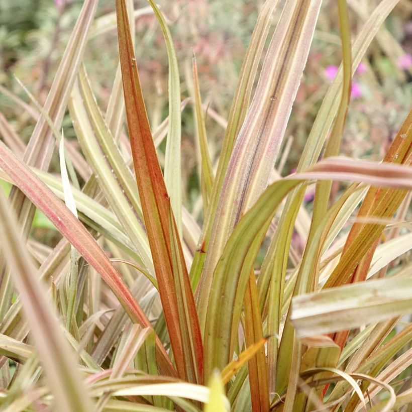 Astelia nervosa Westland (Blad)