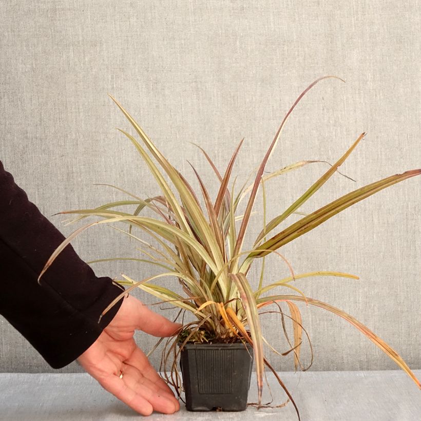 Exemplaar van Astelia nervosa Westland Kweekpotje van 8/9 cm zoals geleverd in de winter