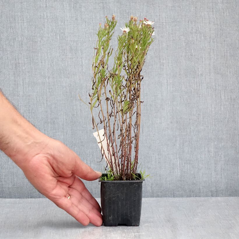 Exemplaar van Aster linariifolius - Herfstaster Kweekpotje van 8/9 cm zoals geleverd in de zomer