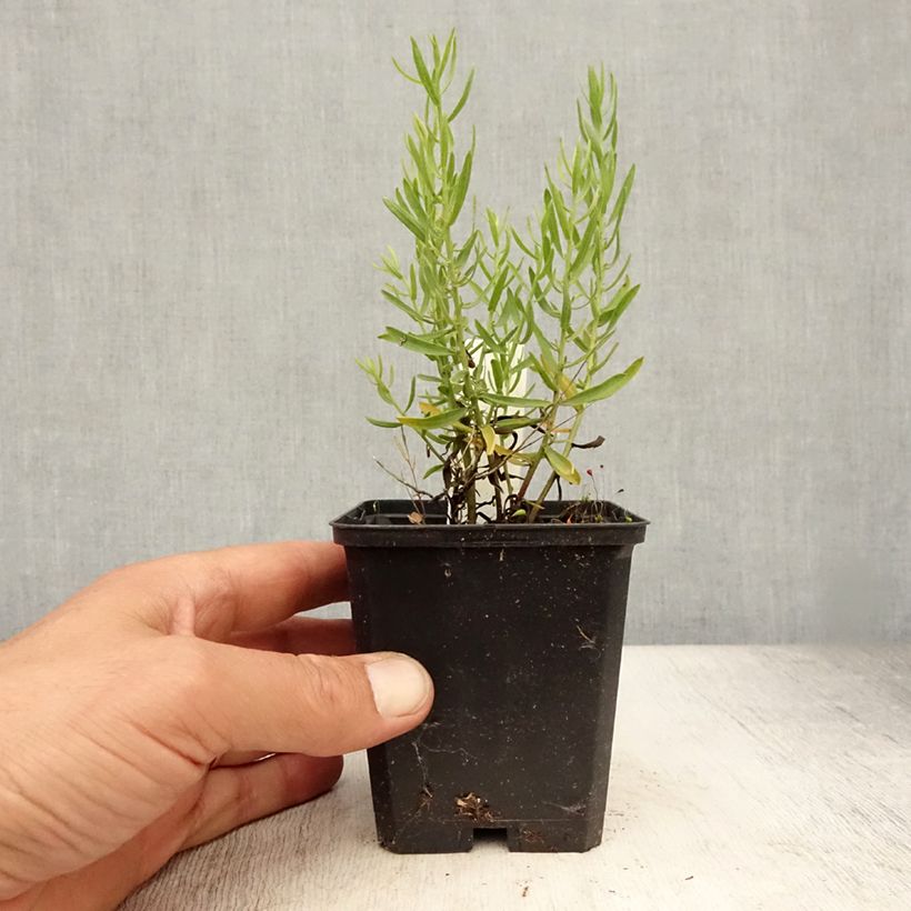 Exemplaar van Aster sedifolius - Herfstaster Kweekpotje van 8/9 cm zoals geleverd in de zomer