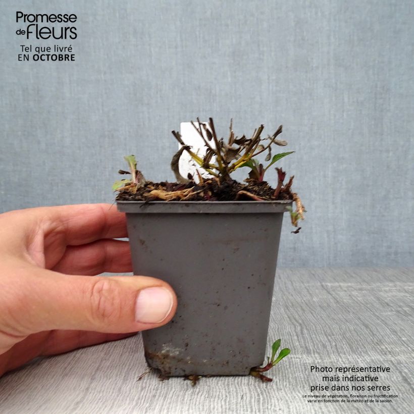 Exemplaar van Aster ageratoides Adustus Nanus - Japanse dwergaster Kweekpotje van 8/9 cm zoals geleverd in de herfst