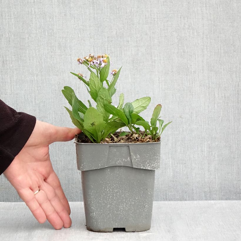 Exemplaar van Aster ageratoides Adustus Nanus - Japanse dwergaster Pot van 1,5 l/2 l zoals geleverd in de herfst