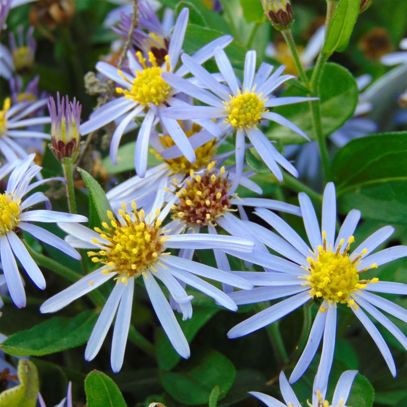Aster ageratoides Adustus Nanus - Japanse dwergaster (Bloei)