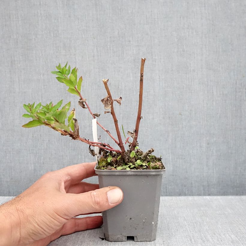 Exemplaar van Aster ageratoides Asran - Japanse dwergaster Kweekpotje van 8/9 cm zoals geleverd in de herfst