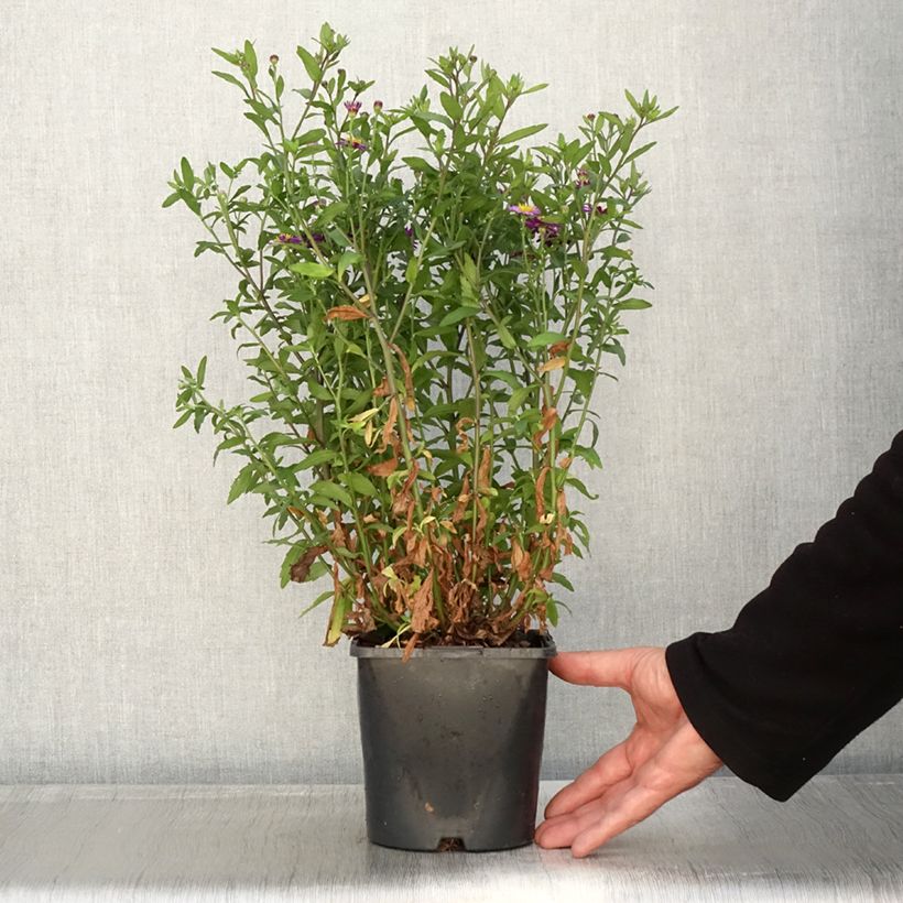 Exemplaar van Aster ageratoides Ezo Murasaki - Japanse dwergaster Pot van 2 l/3 l zoals geleverd in de herfst