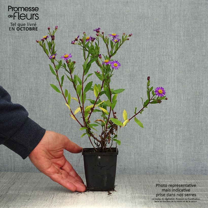 Exemplaar van Aster ageratoides Ezo Murasaki - Japanse dwergaster Kweekpotje van 8/9 cm zoals geleverd in de herfst