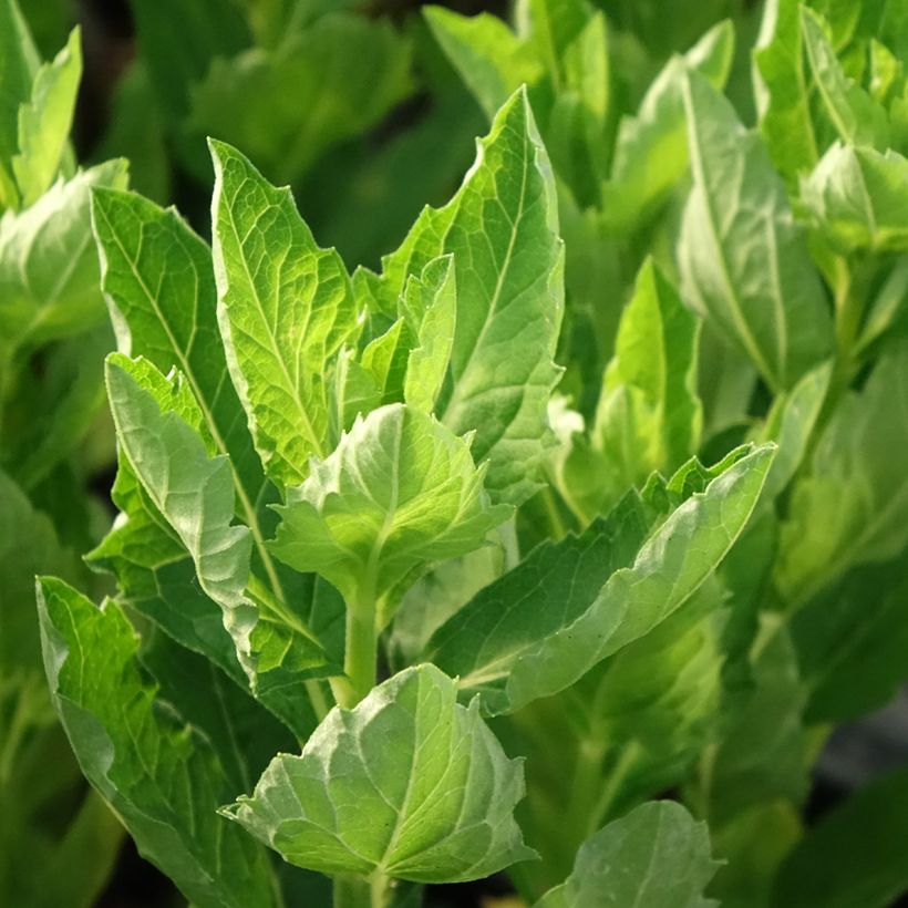 Japanse dwergaster Starshine (Blad)