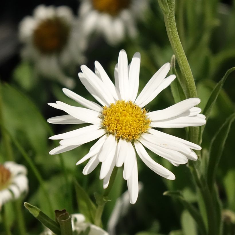 Aster alpinus Albus - Alpenaster (Bloei)