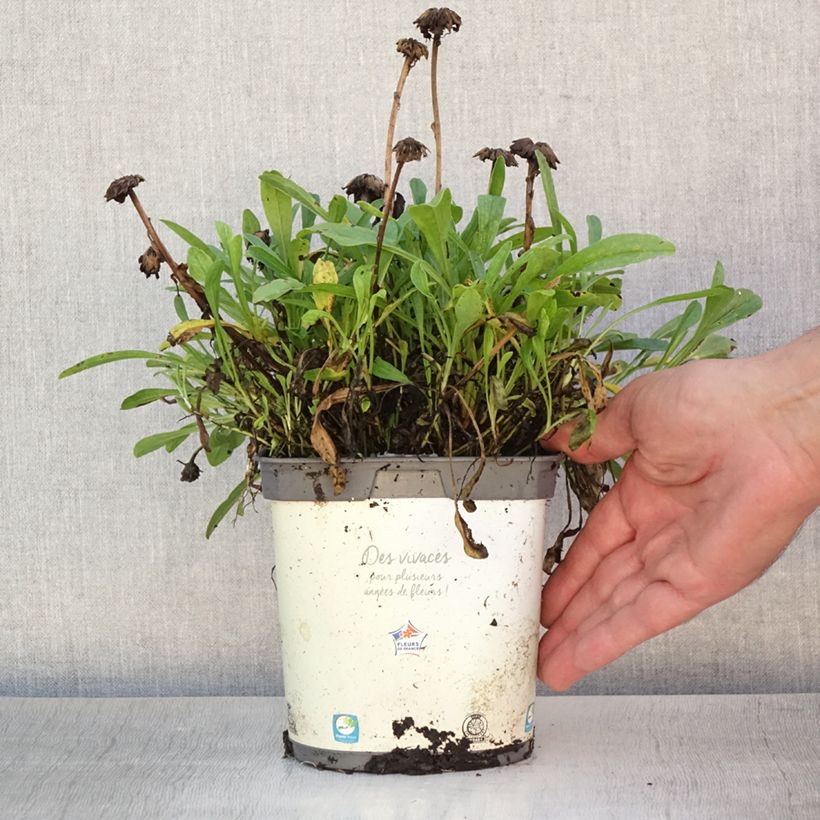 Exemplaar van Aster alpinus Albus - Alpenaster Pot van 2 l/3 l zoals geleverd in de zomer