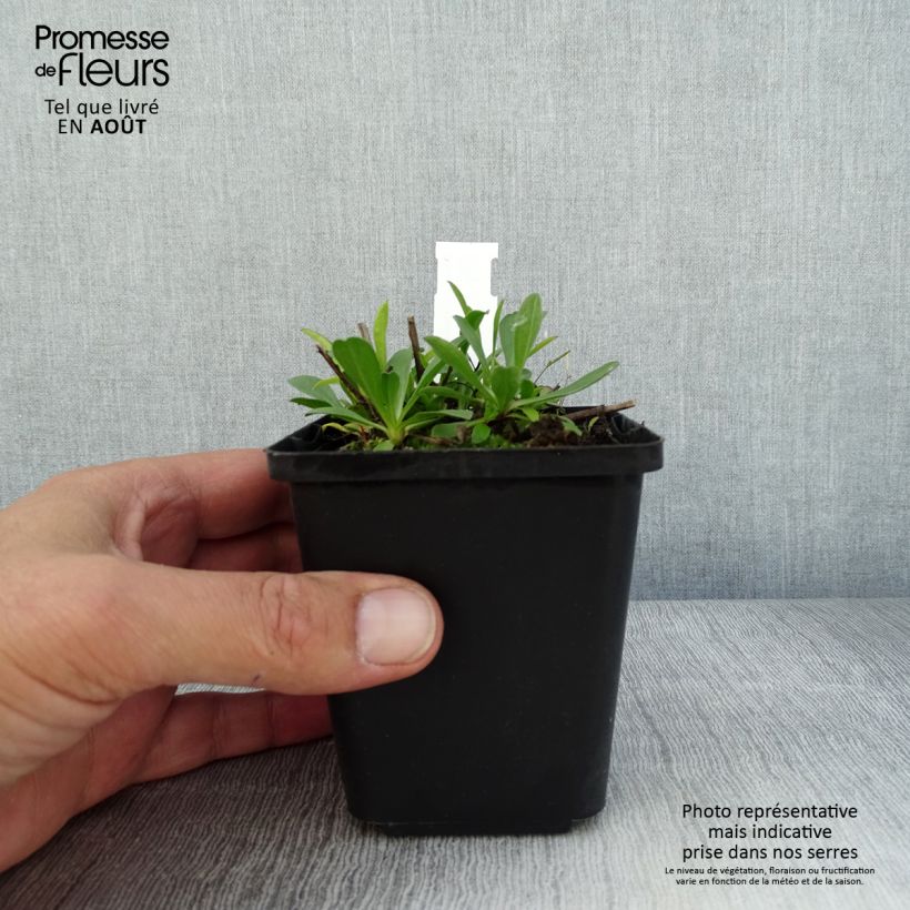 Exemplaar van Aster alpinus Blue Beauty - Alpenaster Kweekpotje van 8/9 cm zoals geleverd in de zomer
