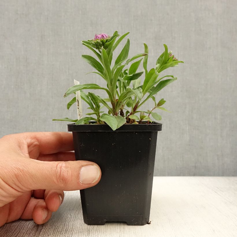 Example of Aster alpinus Blue Beauty - Alpenaster Kweekpotje van 8/9 cm as you get in printemps