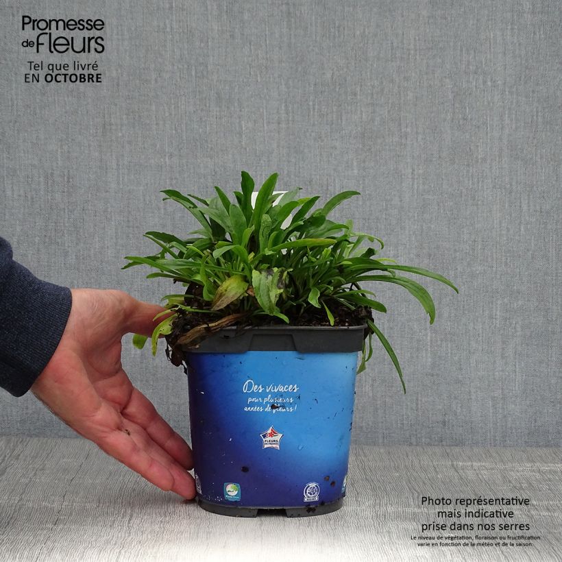 Exemplaar van Aster alpinus Goliath - Alpenaster Pot van 2 l/3 l zoals geleverd in de herfst